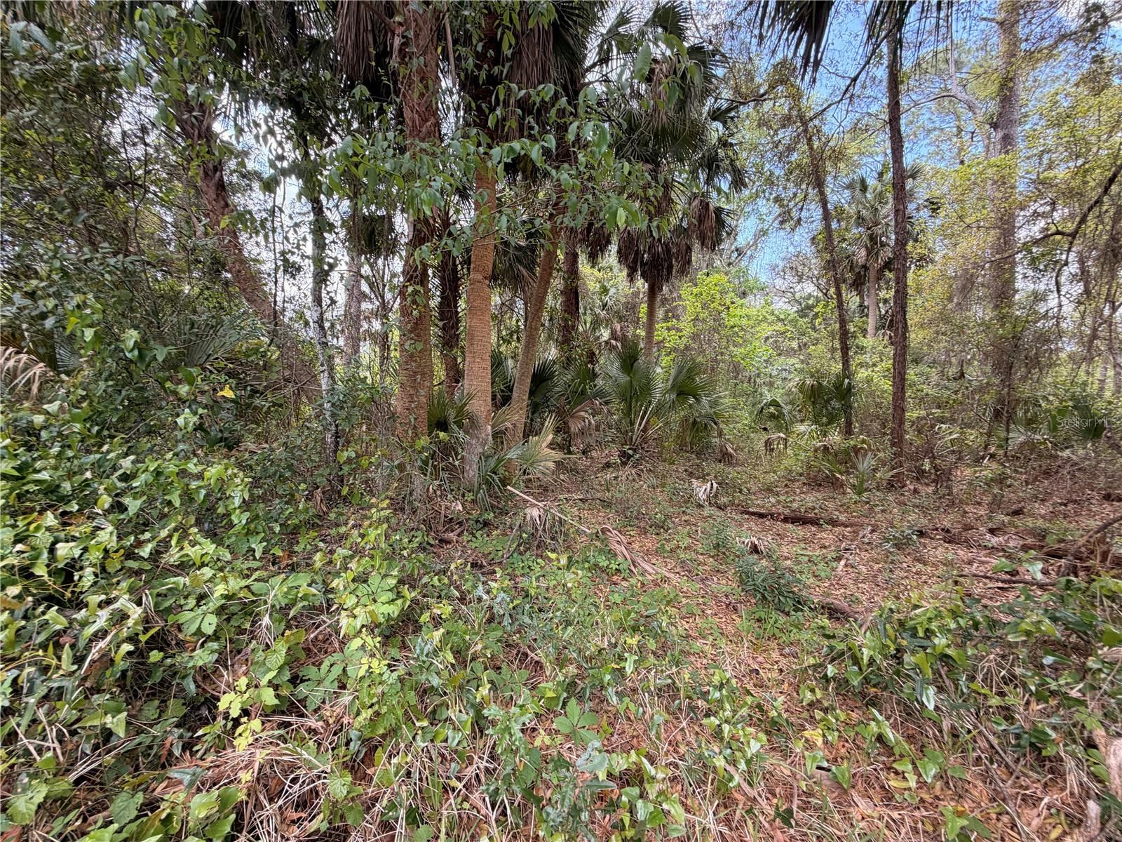 County Road 445a Property Photo 7