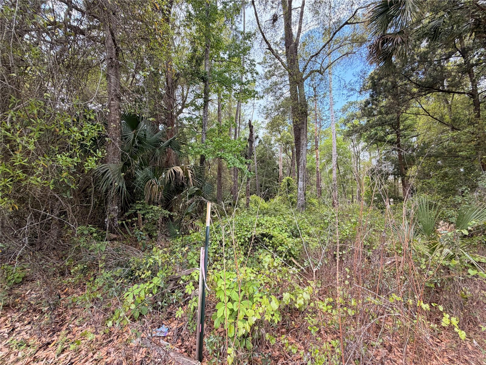 County Road 445a Property Photo 8