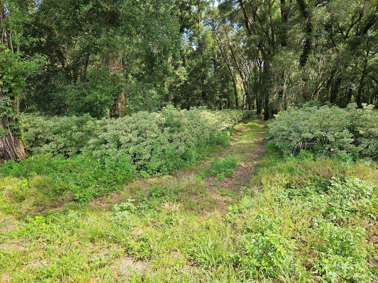 610 Burnsed Rd Property Photo 9