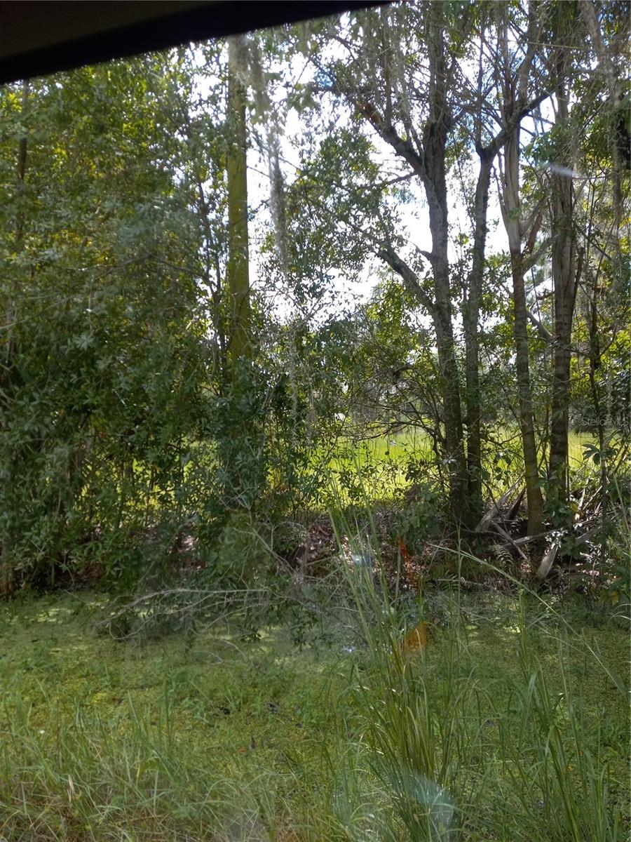 2902 W Lutz Lake Fern Rd Property Photo 10