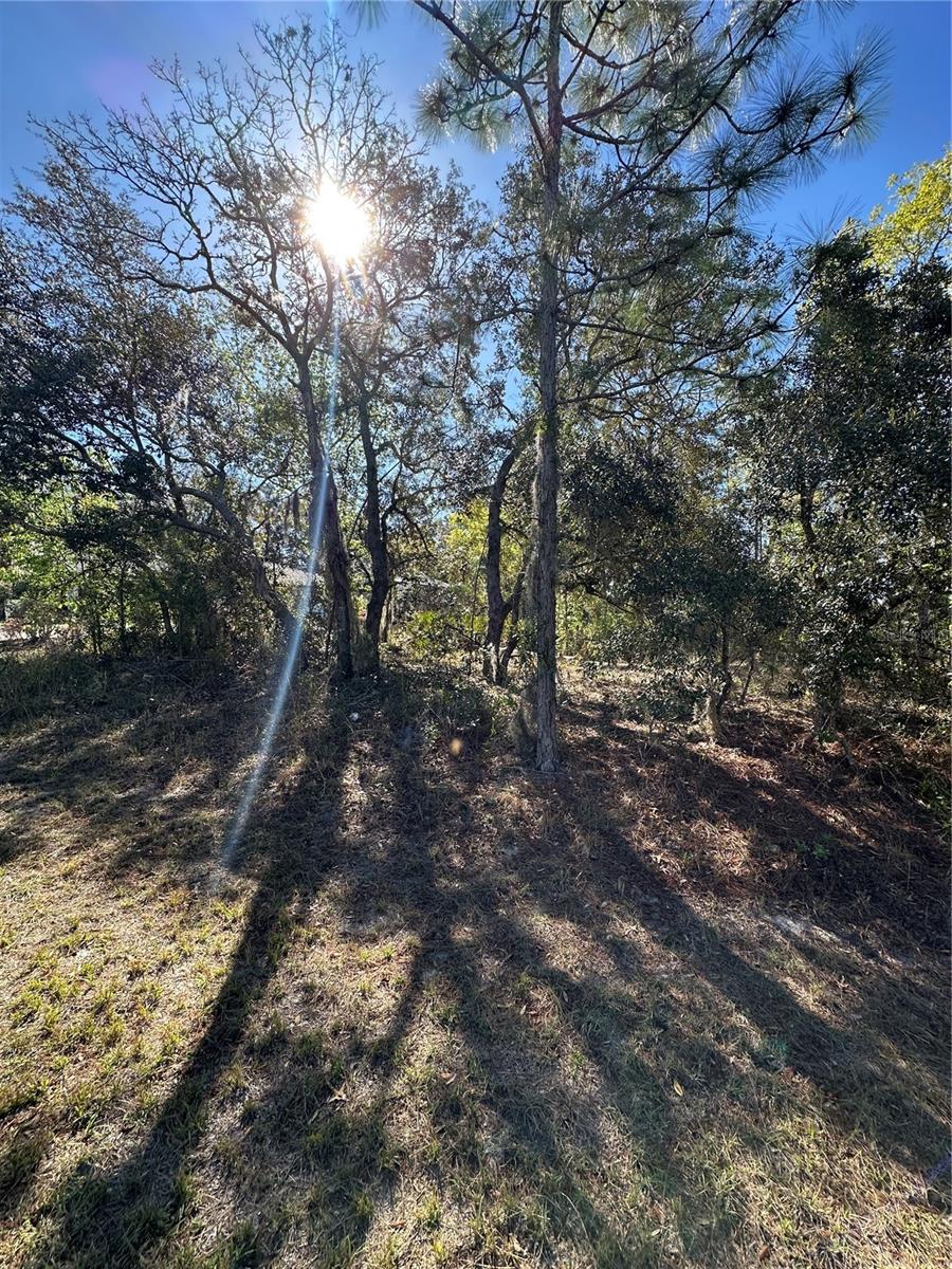 7 Sweetbay Ct Property Photo 5