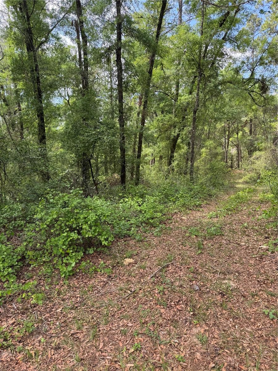 455 E Avondale Dr Property Photo 4