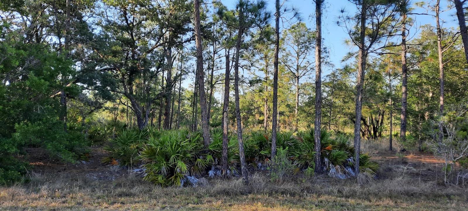 1012 Japonica Dr Property Photo 3