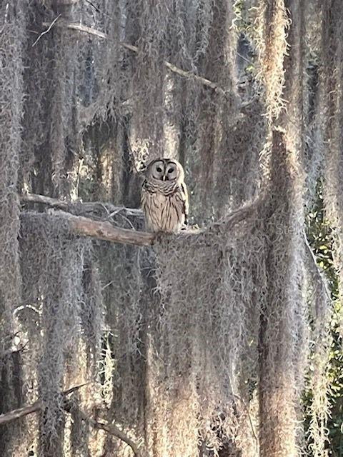 2533 Dolly Bay Dr #203 Property Photo 34