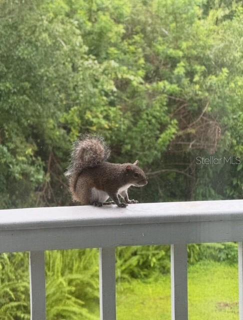 2533 Dolly Bay Dr #203 Property Photo 38