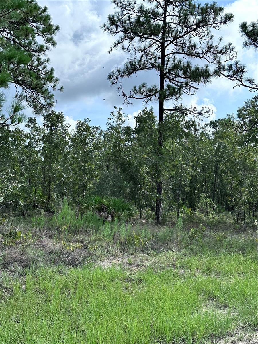 SCAUP DUCK AVE Property Photo 1