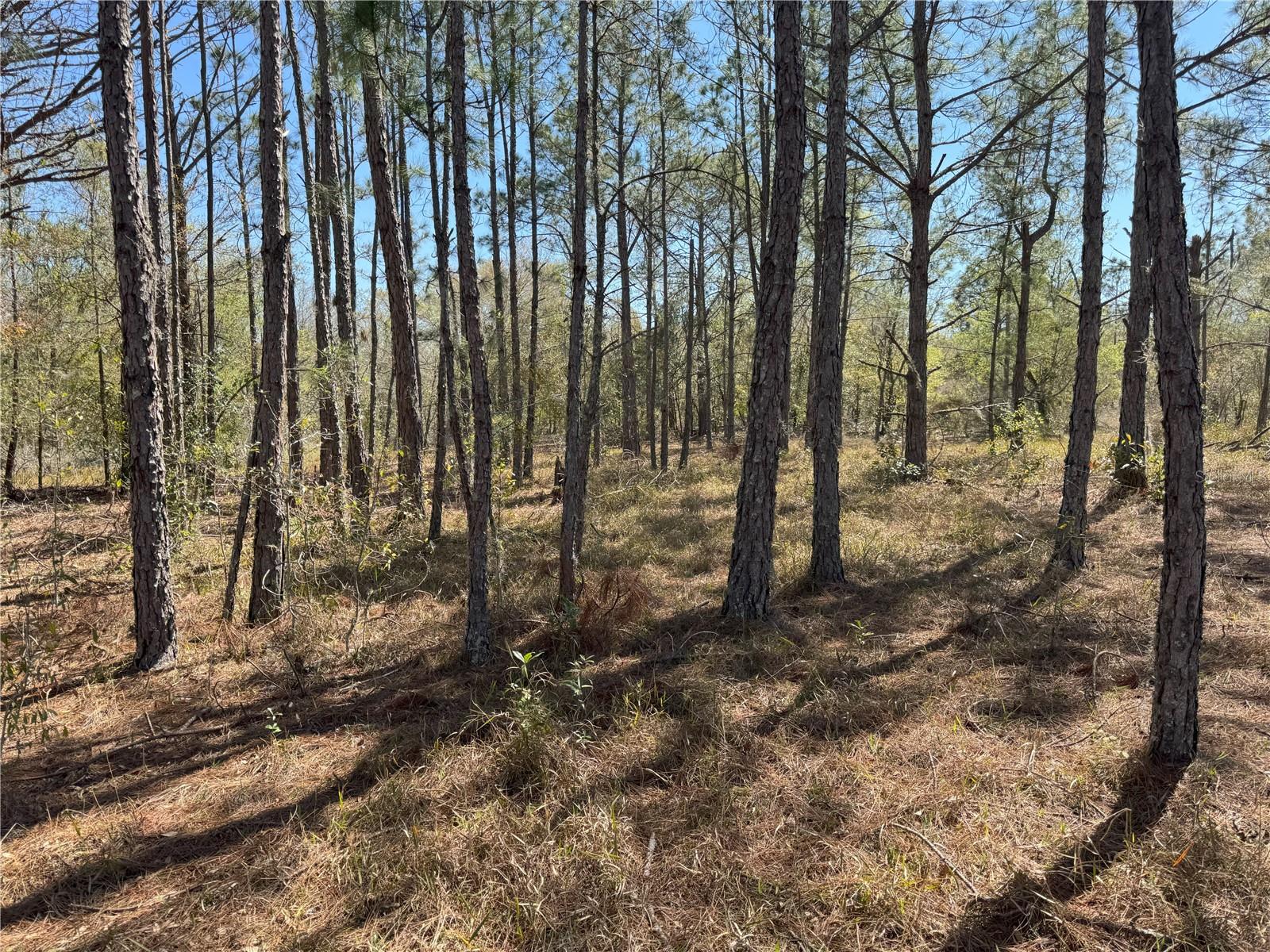 0 Lake Buffum Rd Property Photo 19