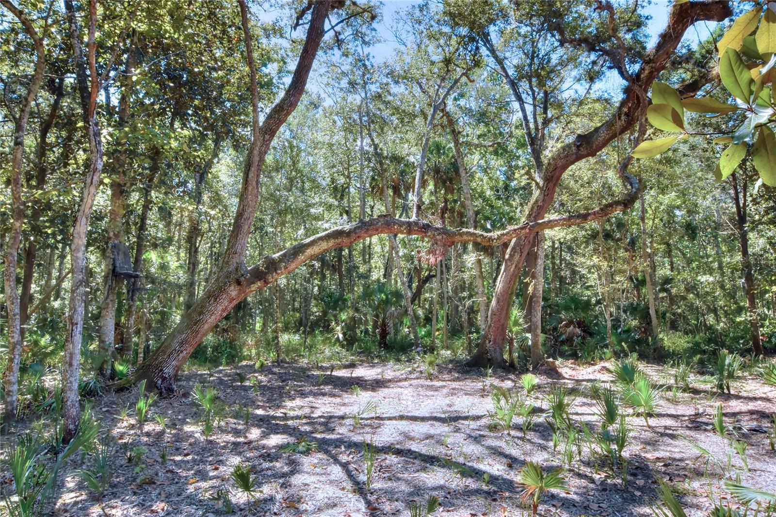 Pine Island Dr Property Photo 15