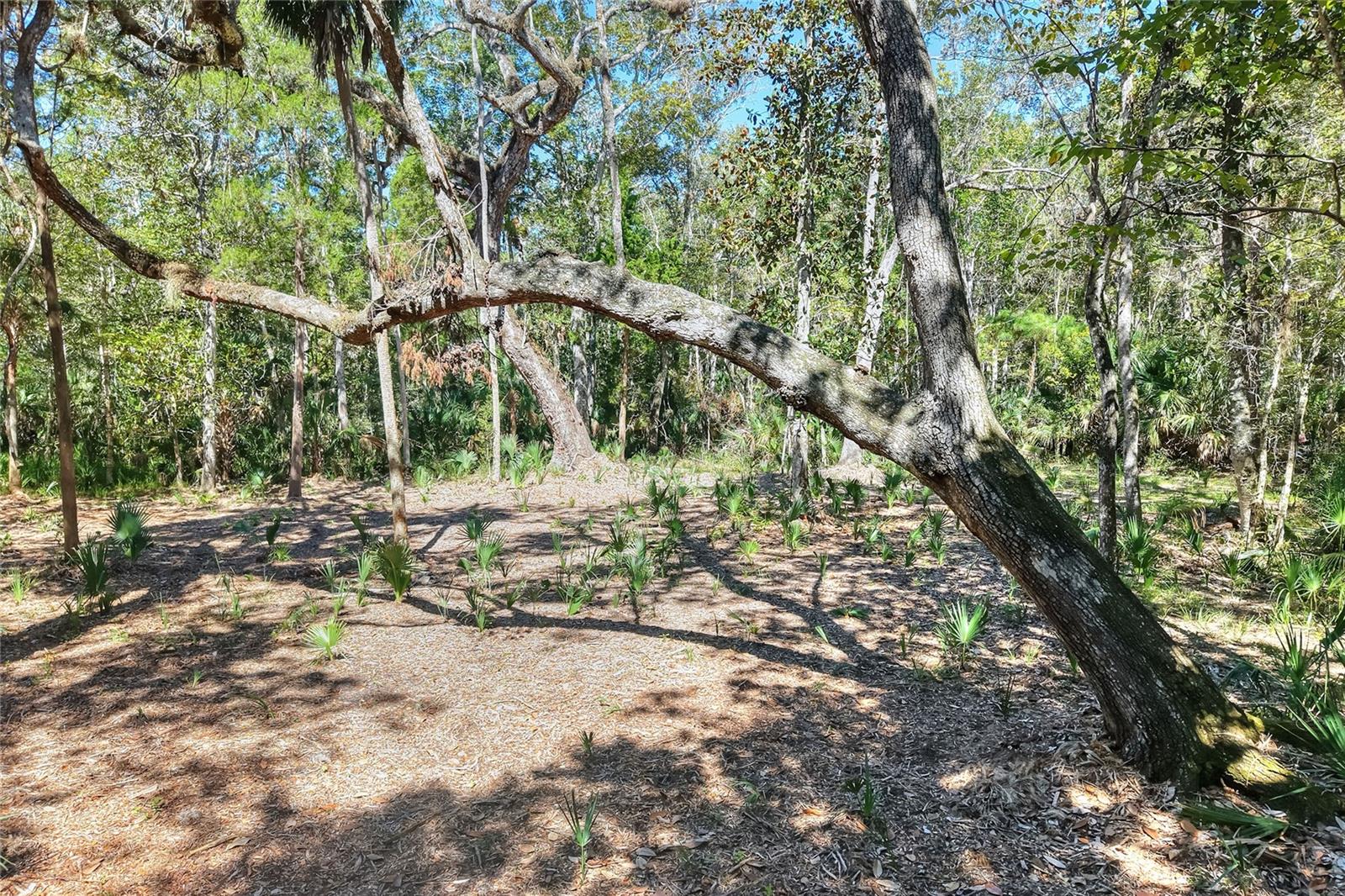 Pine Island Dr Property Photo 16