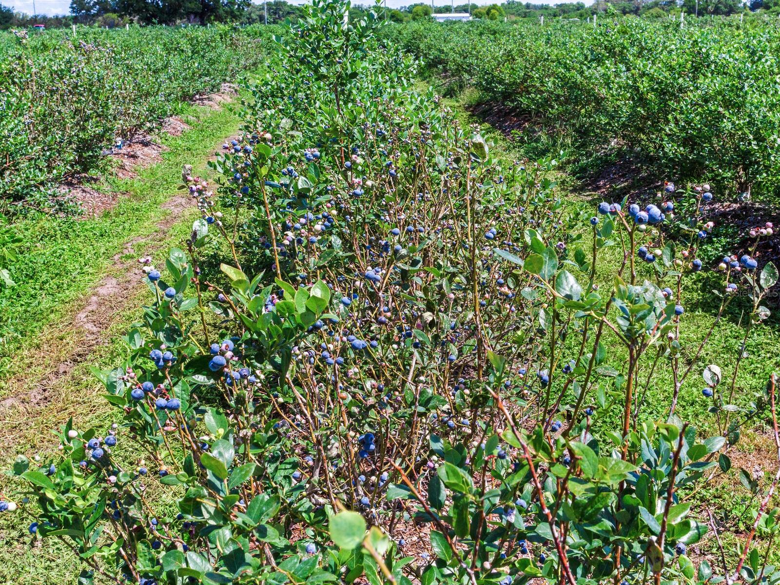 3674 E State Road 64 Property Photo 32