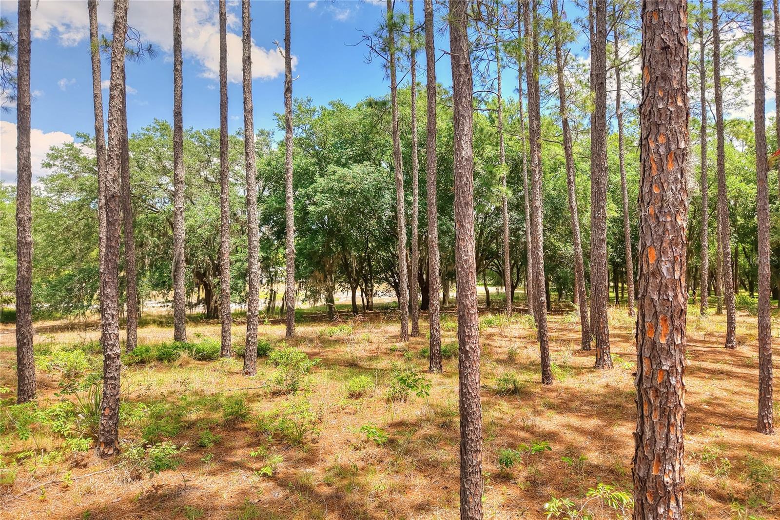 1885 Pfundstein Rd Property Photo 30