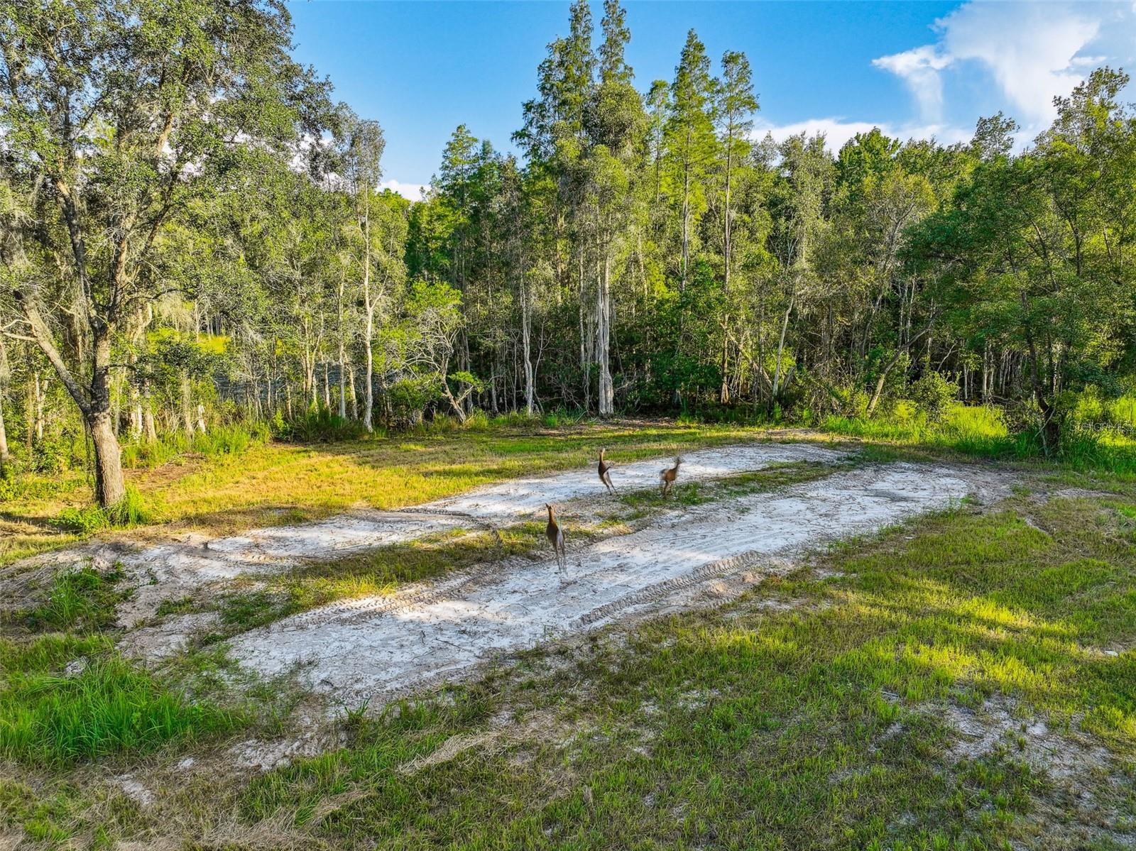 1758 Land O Lakes Blvd Property Photo 15