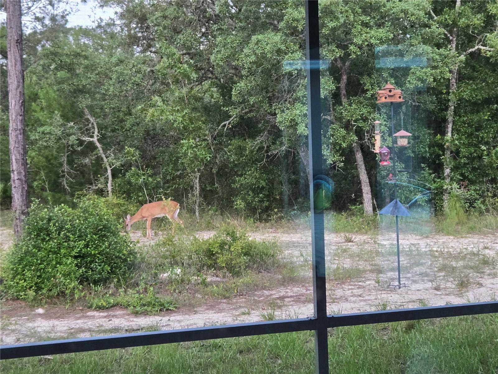 14610 Hidden Deer Trl Property Photo 57