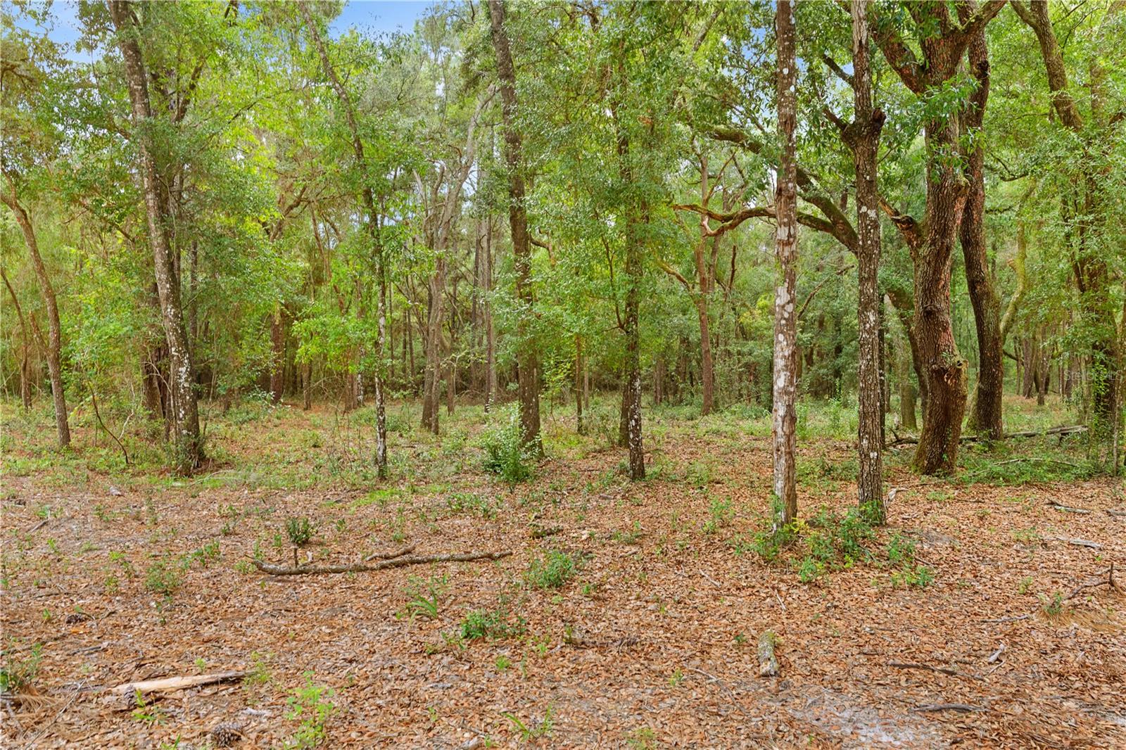 0 Shaver Dr Property Photo 5