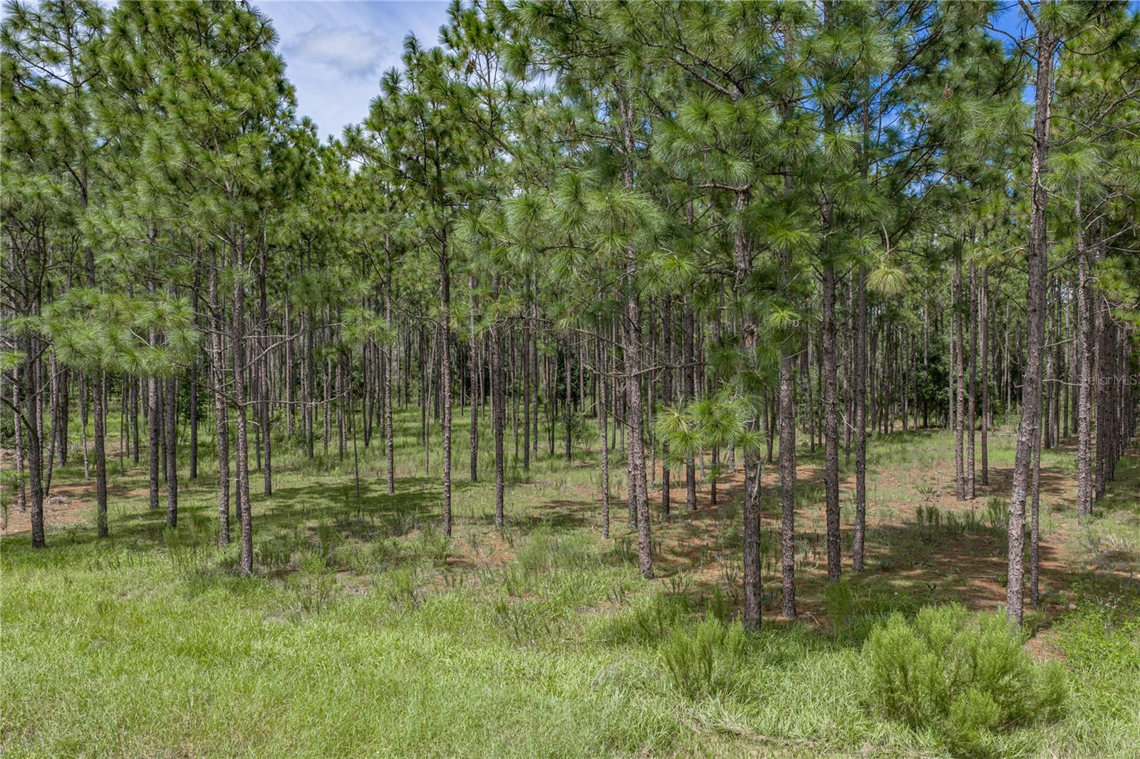 30805 Satinleaf Run Property Photo 54