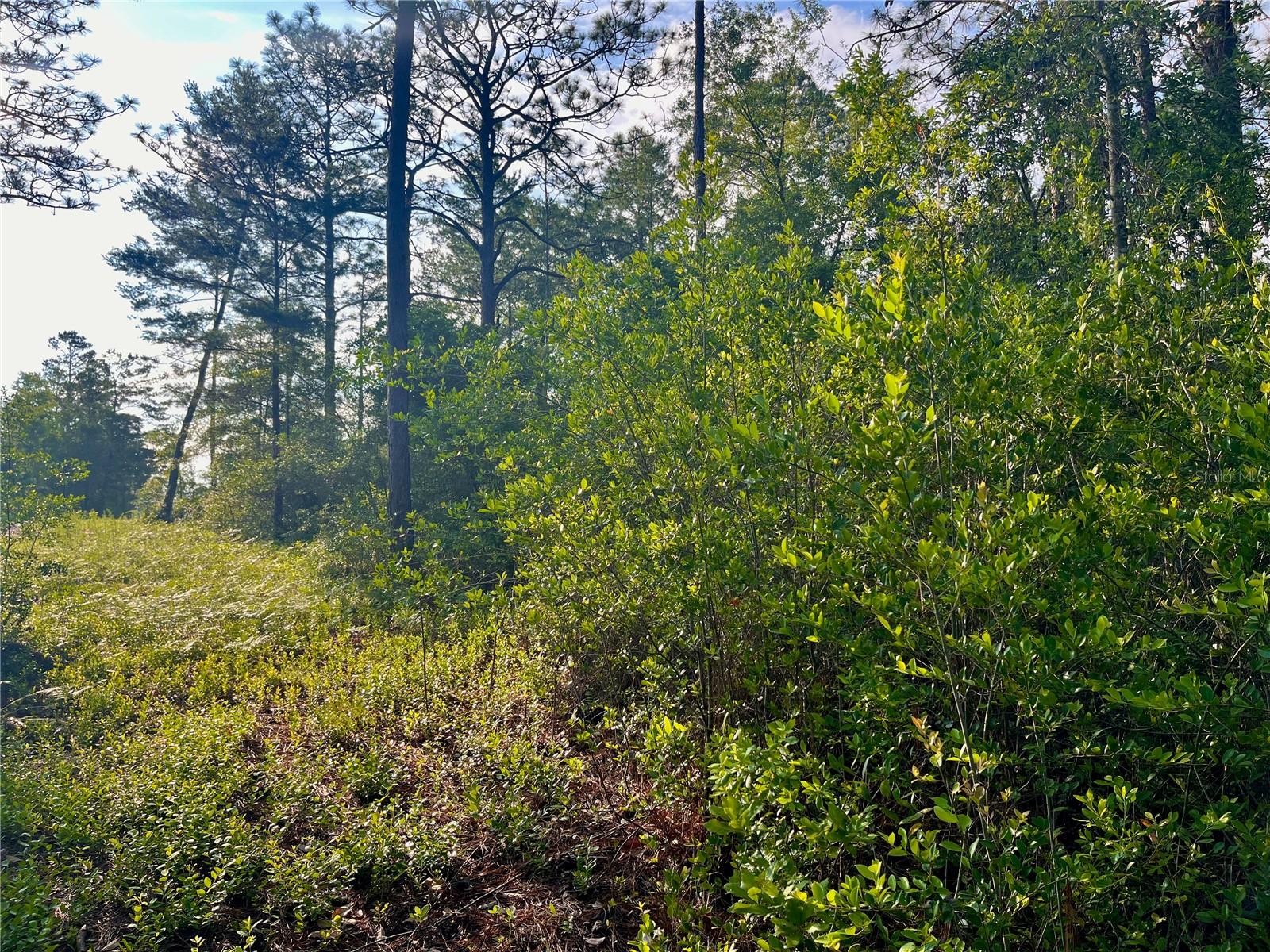 Pinetree Ln Property Photo 9