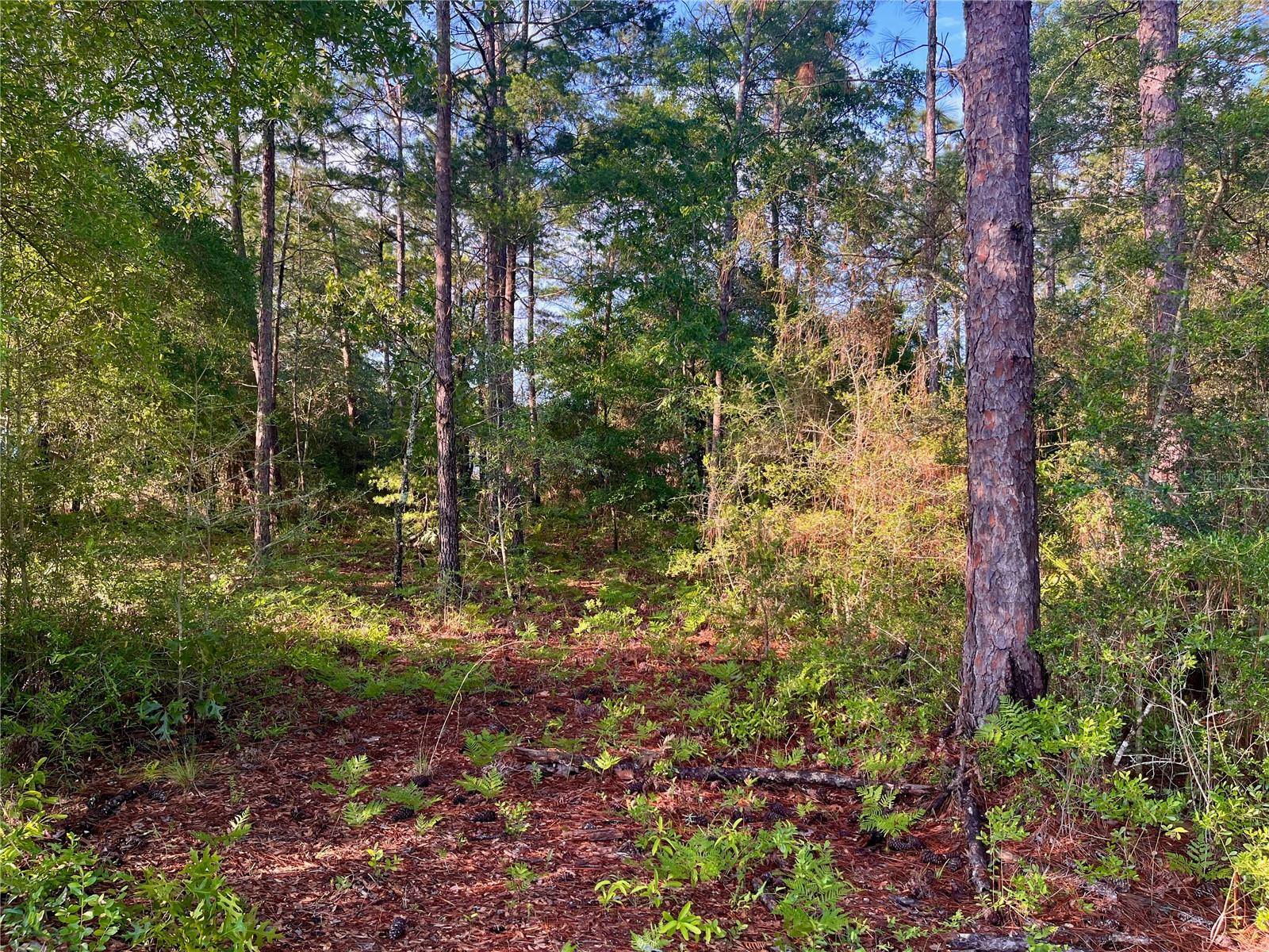 Pinetree Ln Property Photo 10
