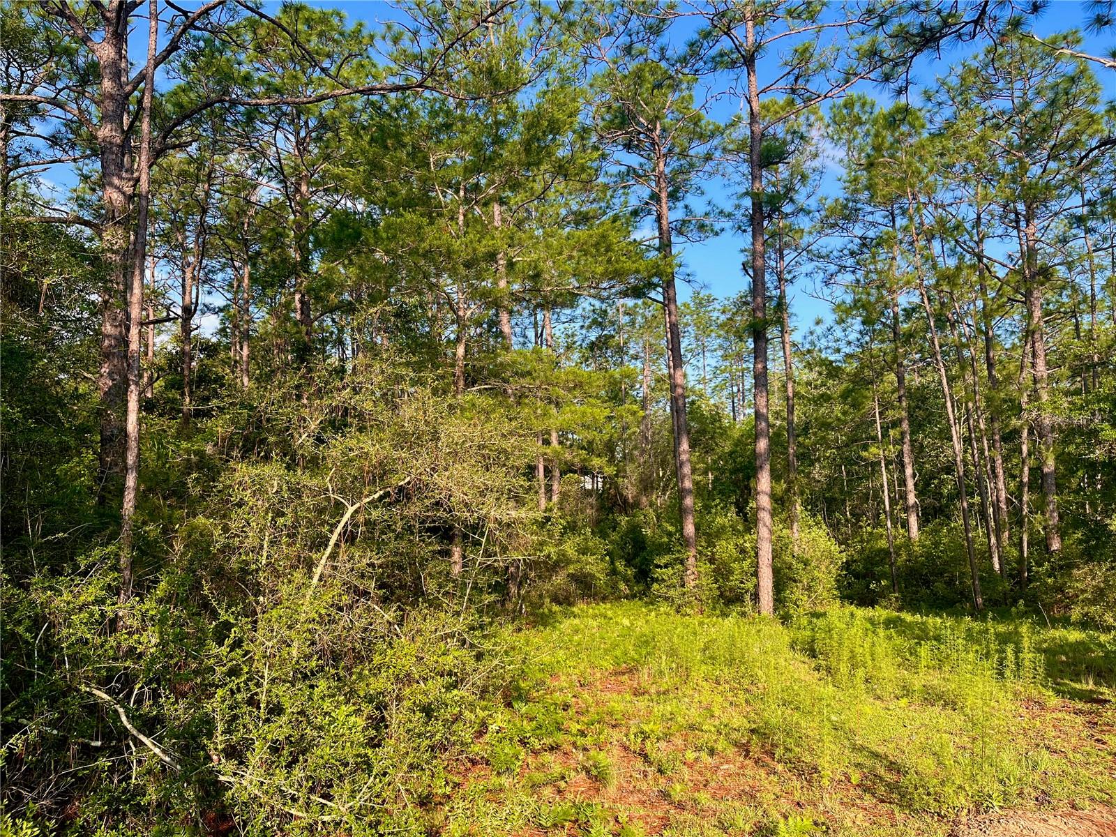 Pinetree Ln Property Photo 11