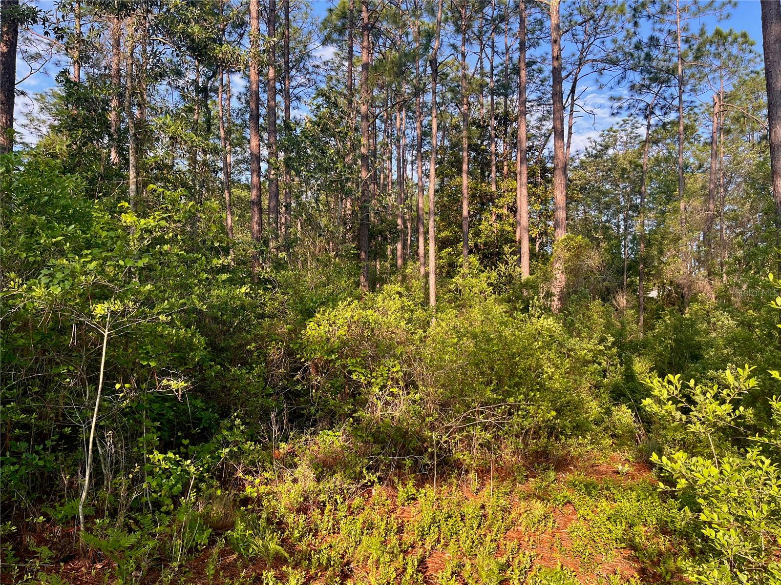 Pinetree Ln Property Photo 12