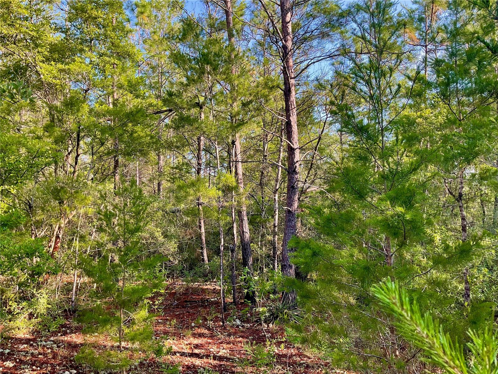 Pinetree Ln Property Photo 13