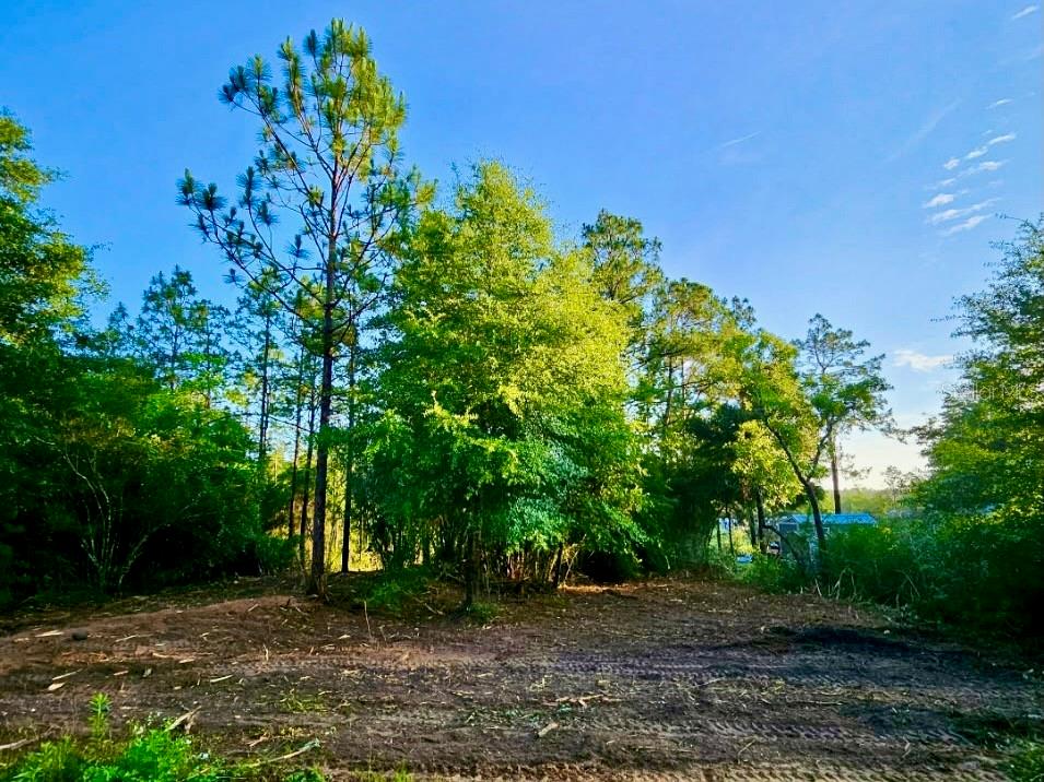 Pinetree Ln Property Photo 24