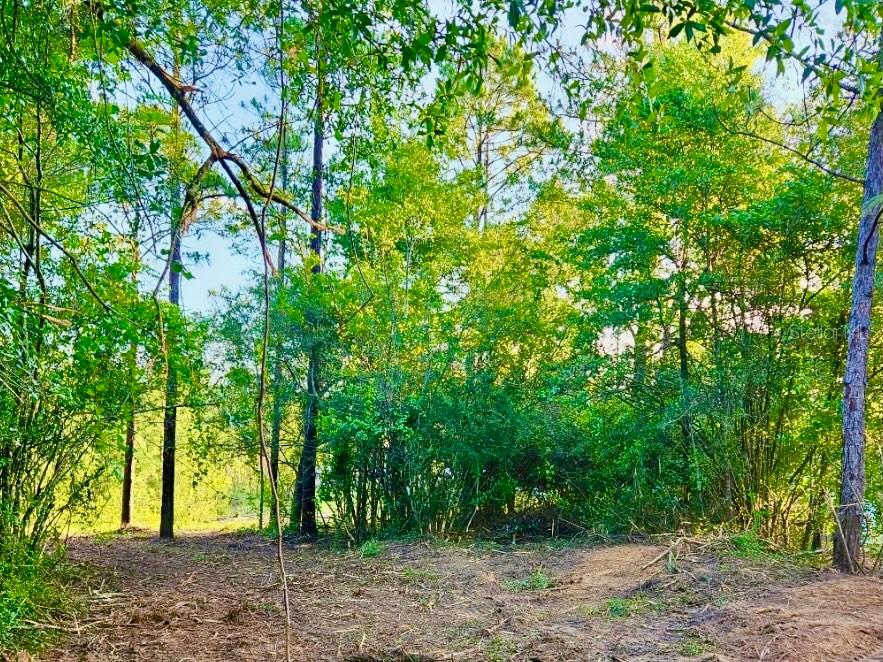 Pinetree Ln Property Photo 26