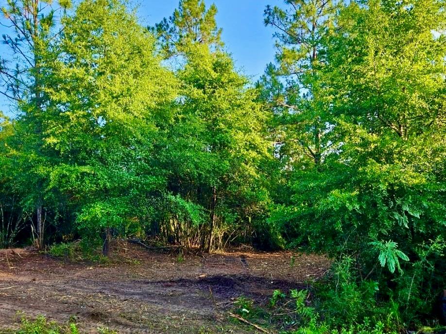 Pinetree Ln Property Photo 28