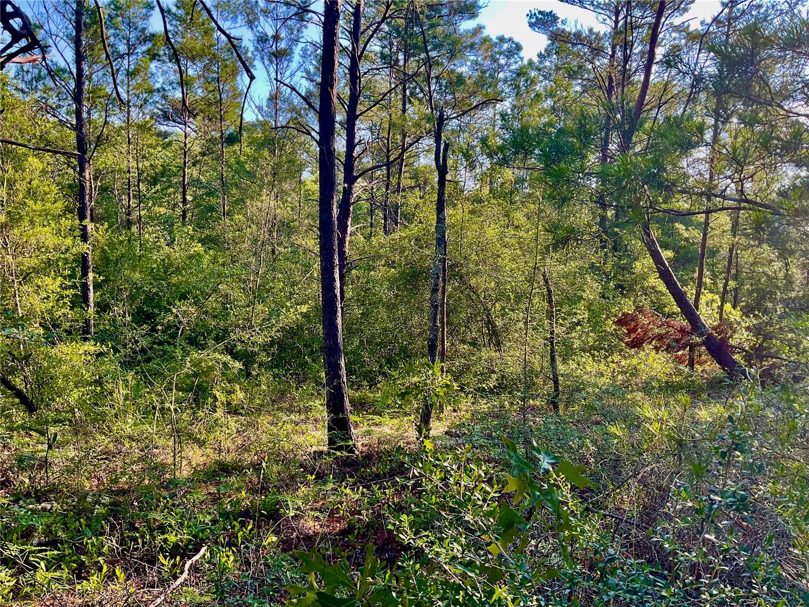 Pinetree Ln Property Photo 32