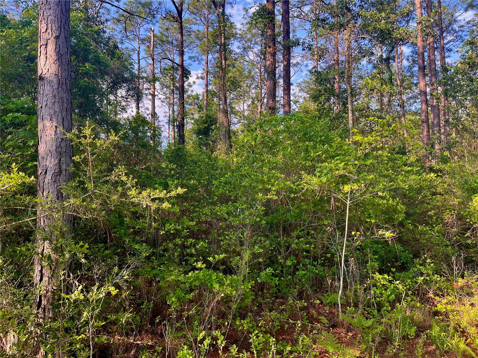 Pinetree Ln Property Photo 33