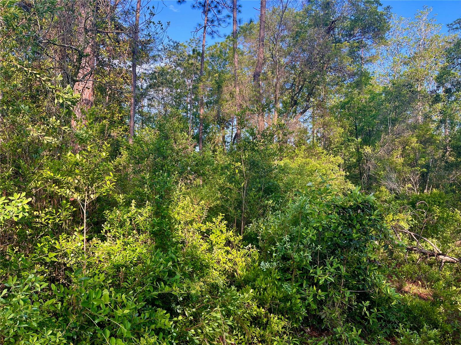 Pinetree Ln Property Photo 34
