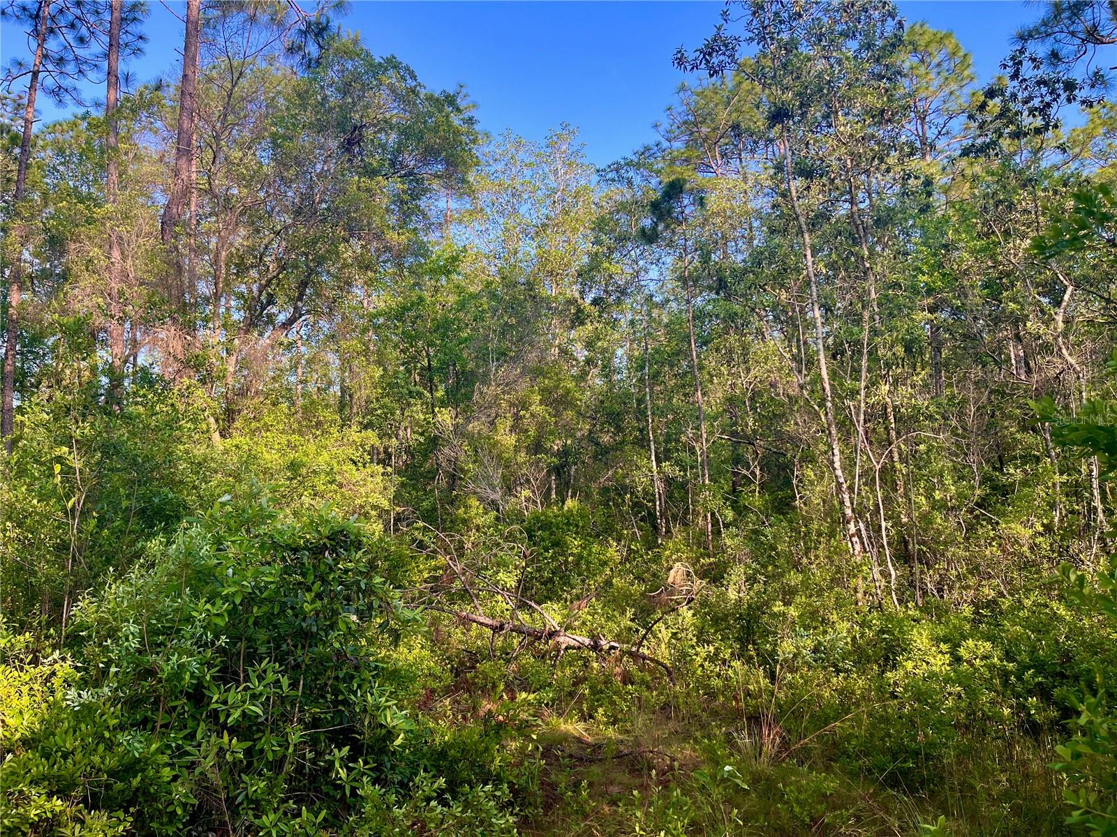 Pinetree Ln Property Photo 37