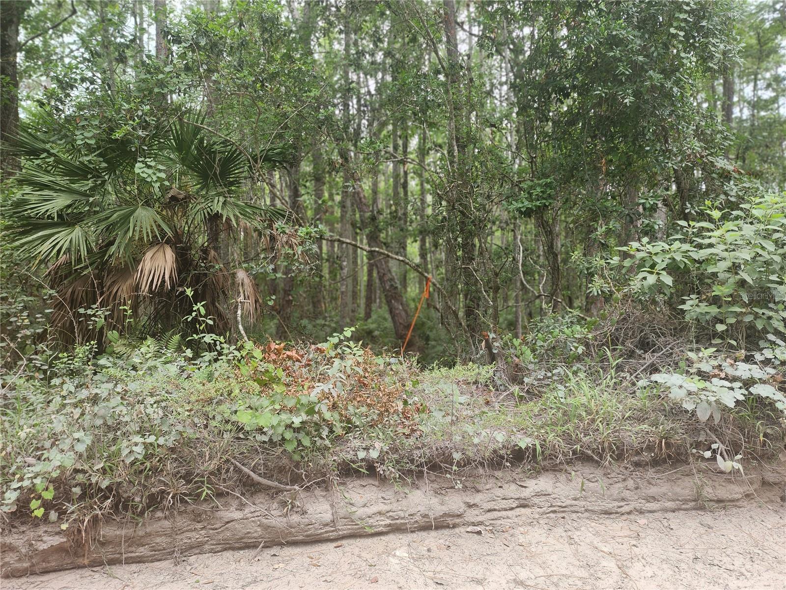 12th Ave Deland Property Photo 7