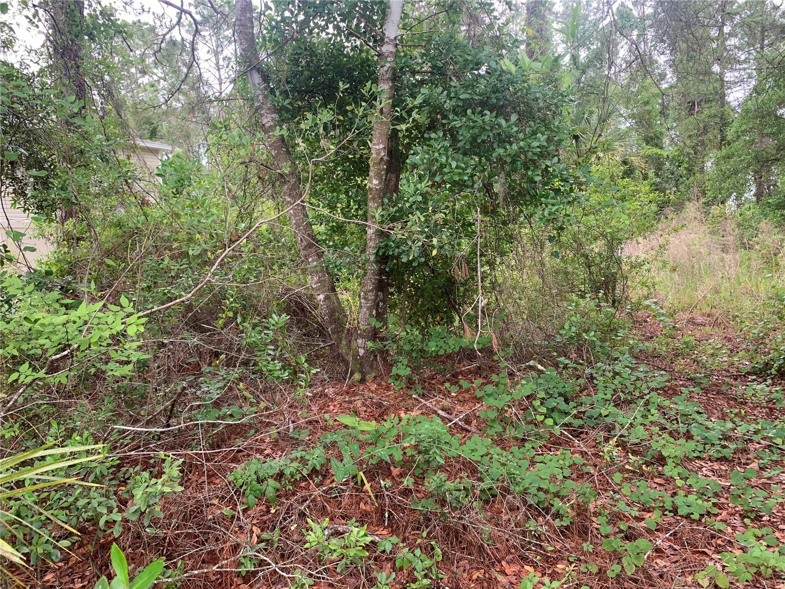 525 Live Oak Loop Property Photo 3