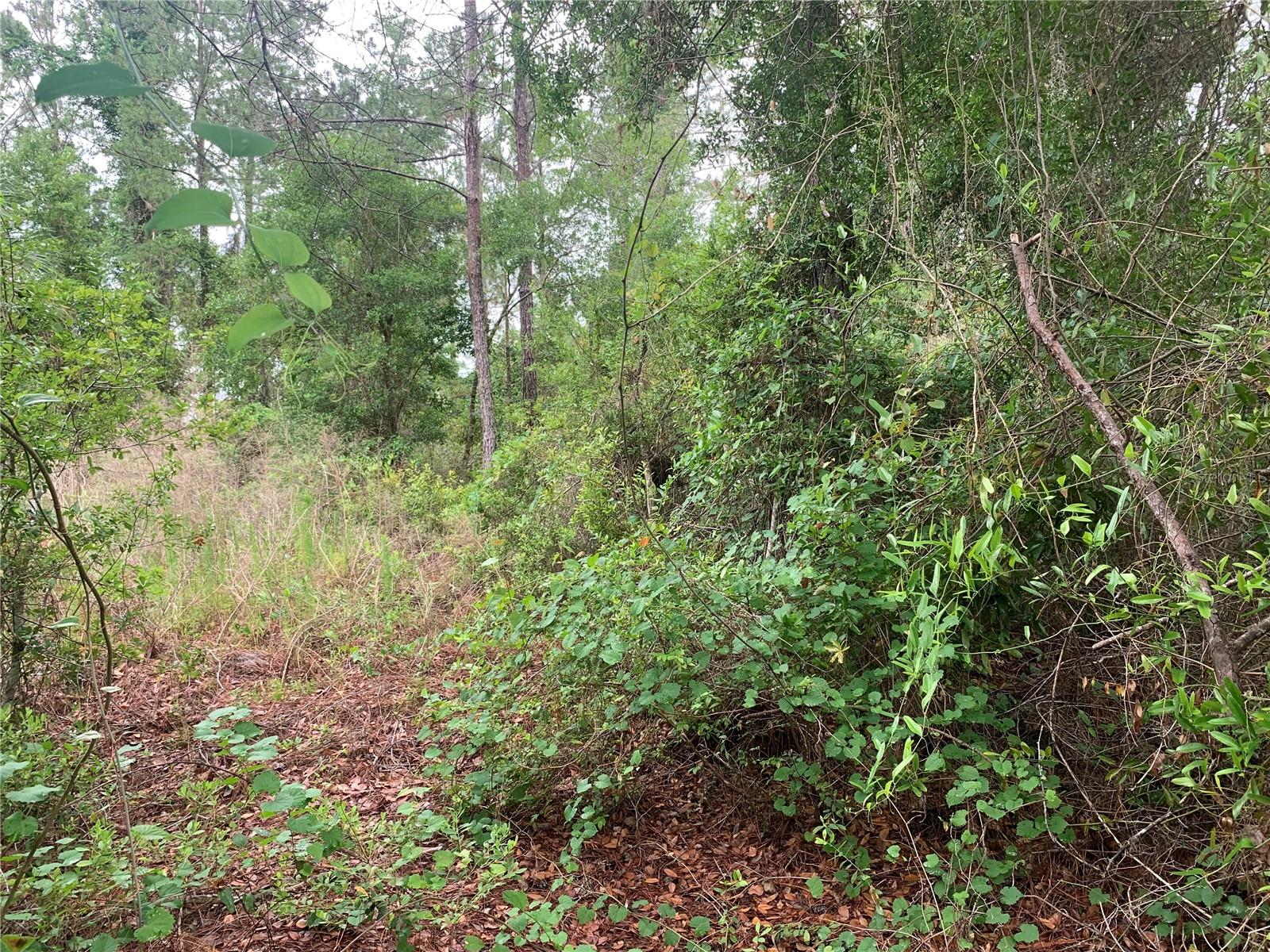 525 Live Oak Loop Property Photo 4