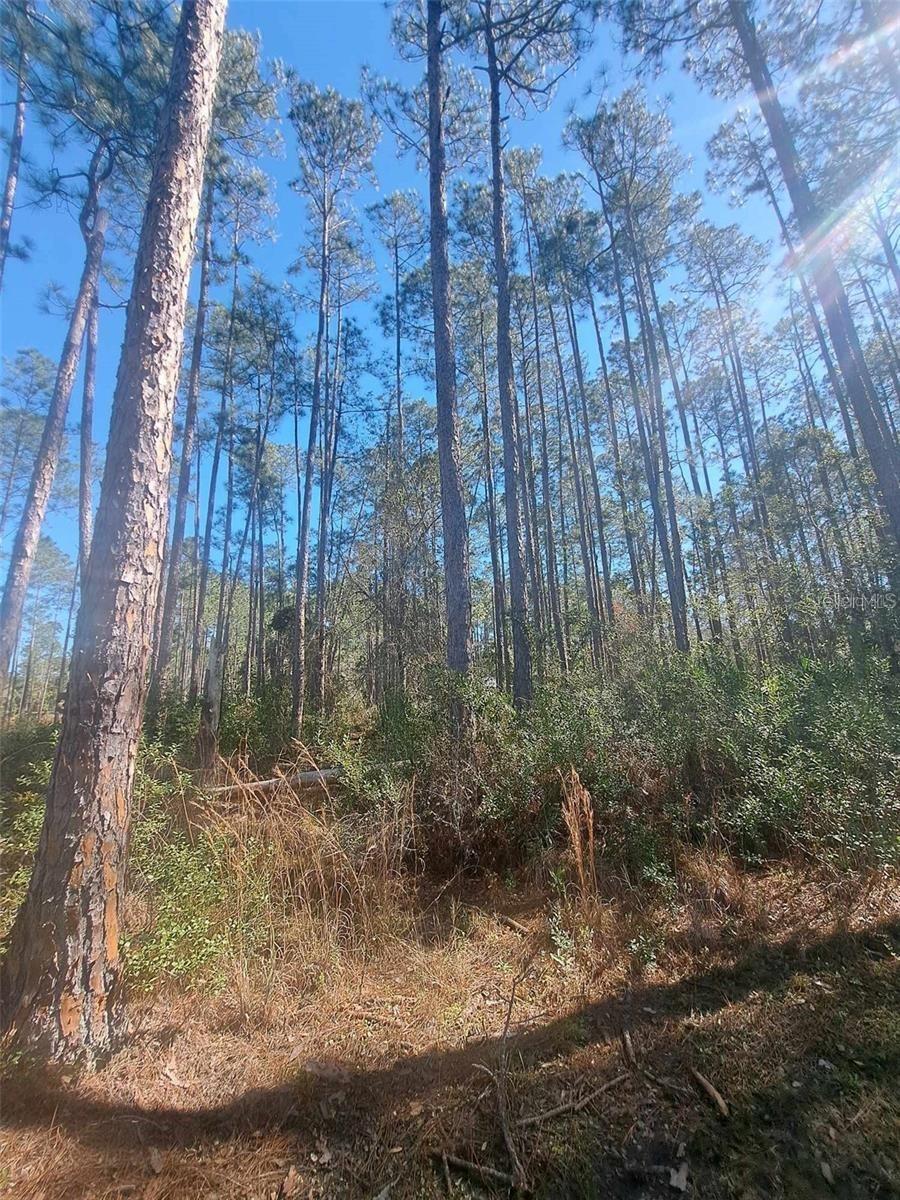 5146 Lime Ave Property Photo 2