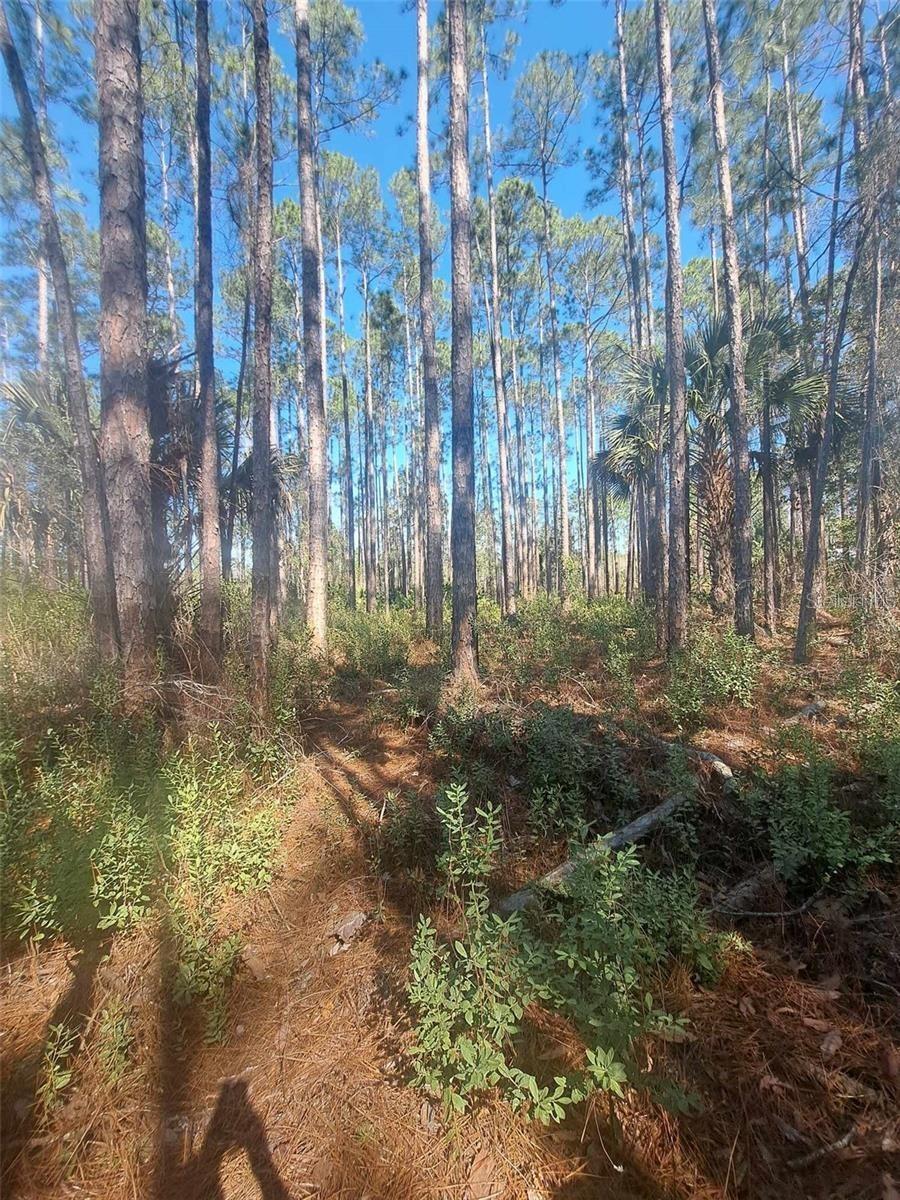 5146 Lime Ave Property Photo 3