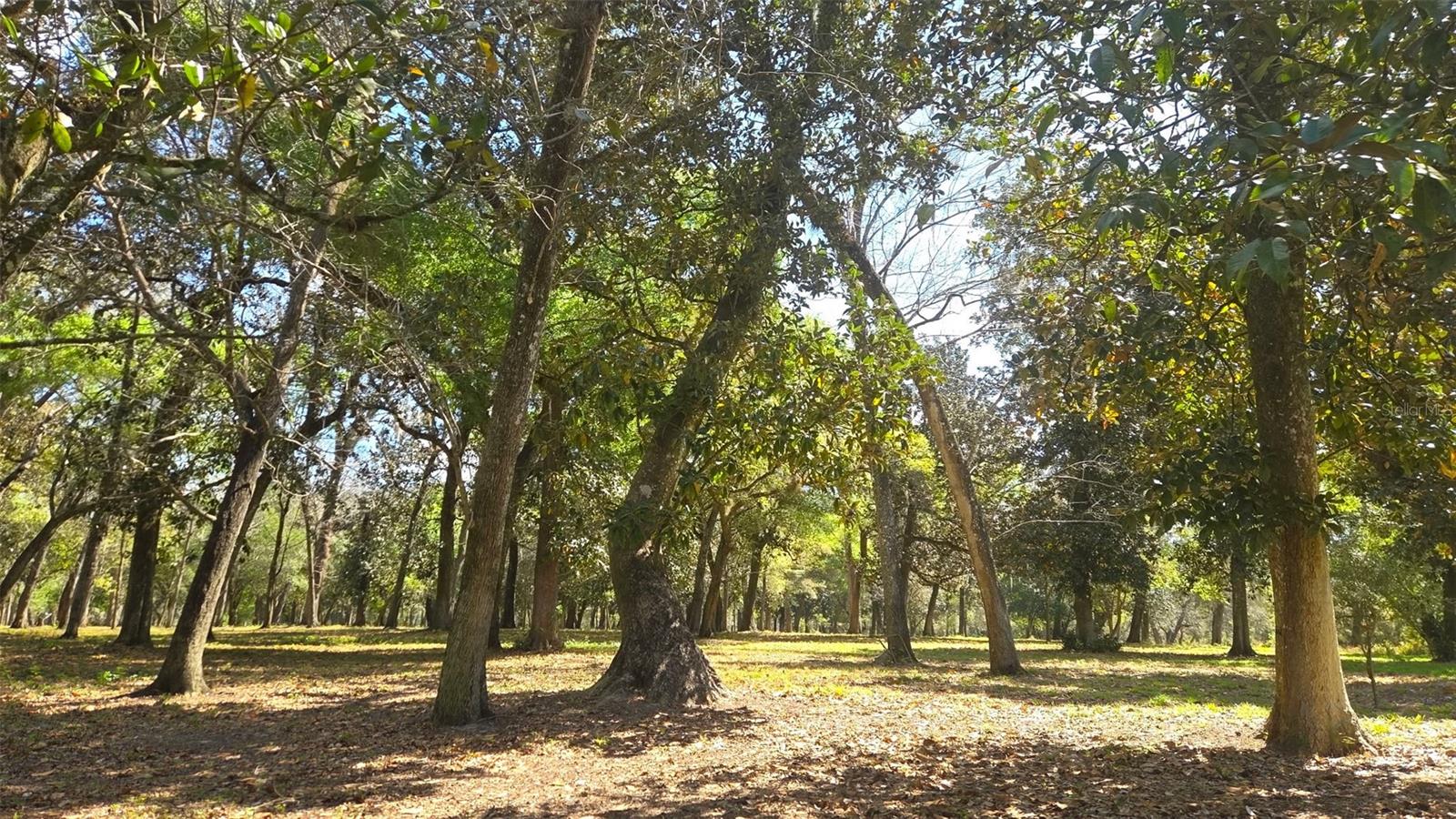 2140 St Johns River Rd Property Photo 38