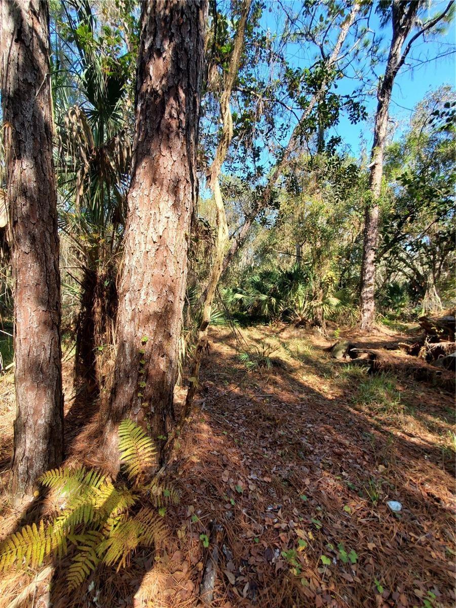 8738 Lindy Ln Property Photo 6