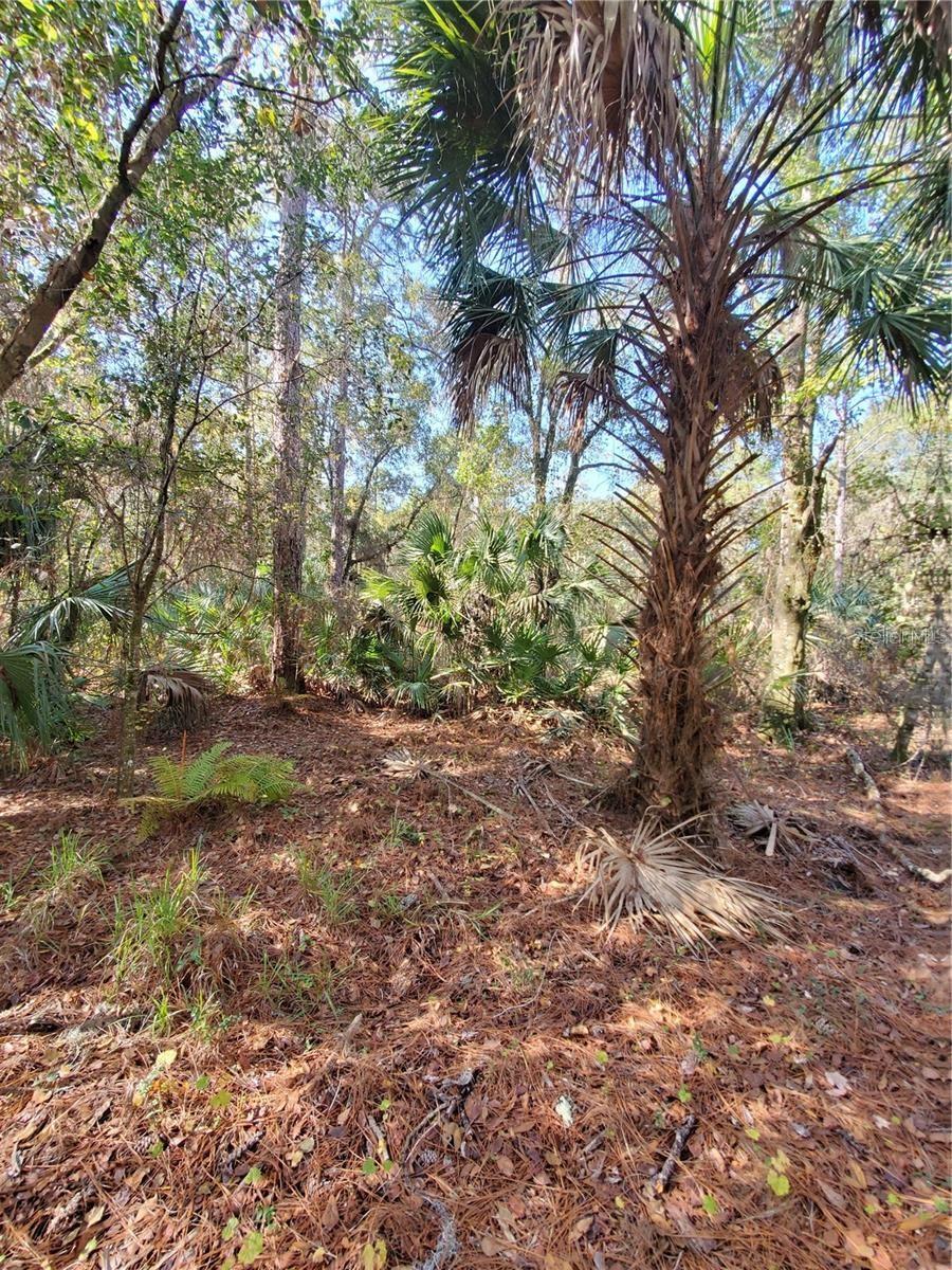 8738 Lindy Ln Property Photo 9