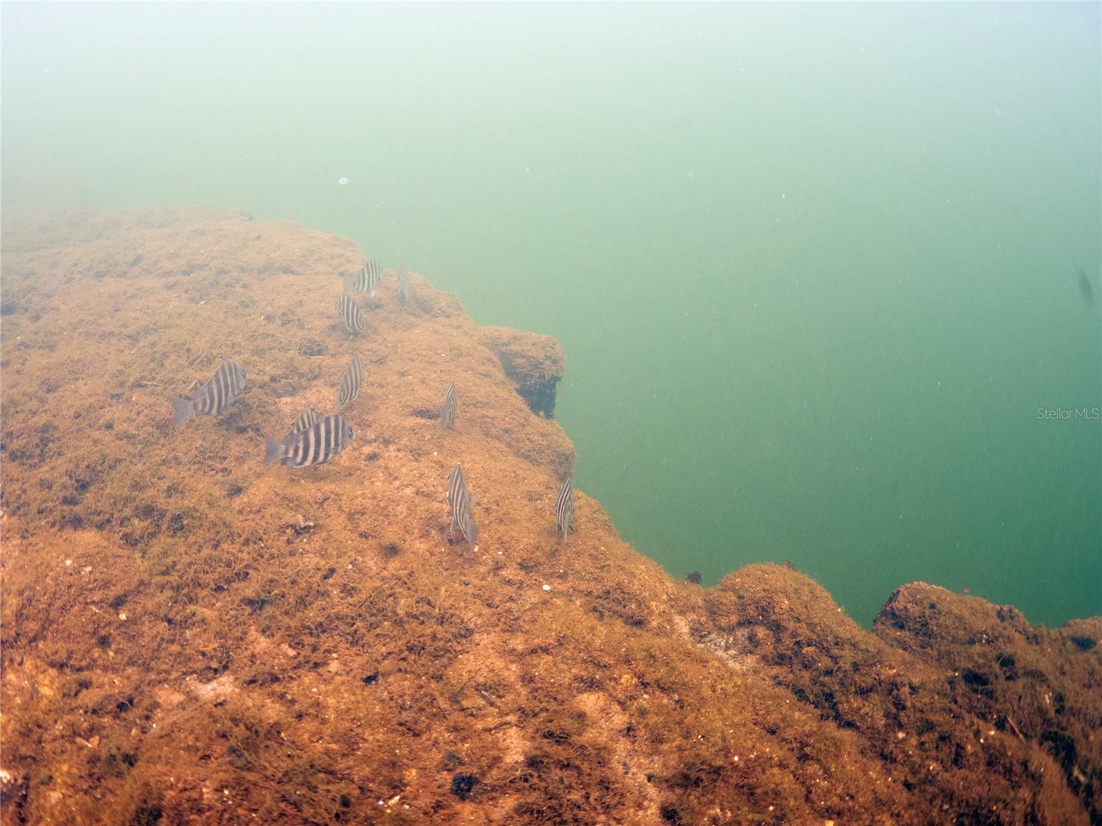 0 Marys Fish Camp Rd Property Photo 11
