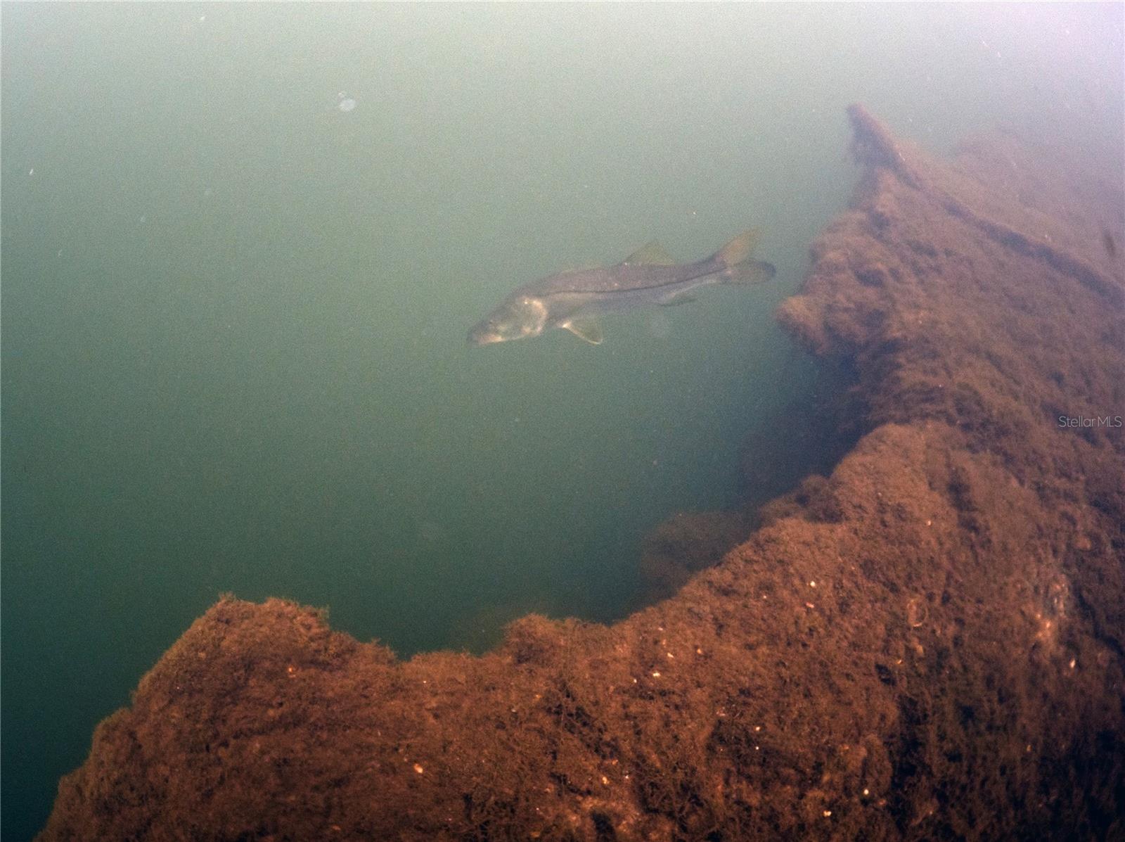 0 Marys Fish Camp Rd Property Photo 14