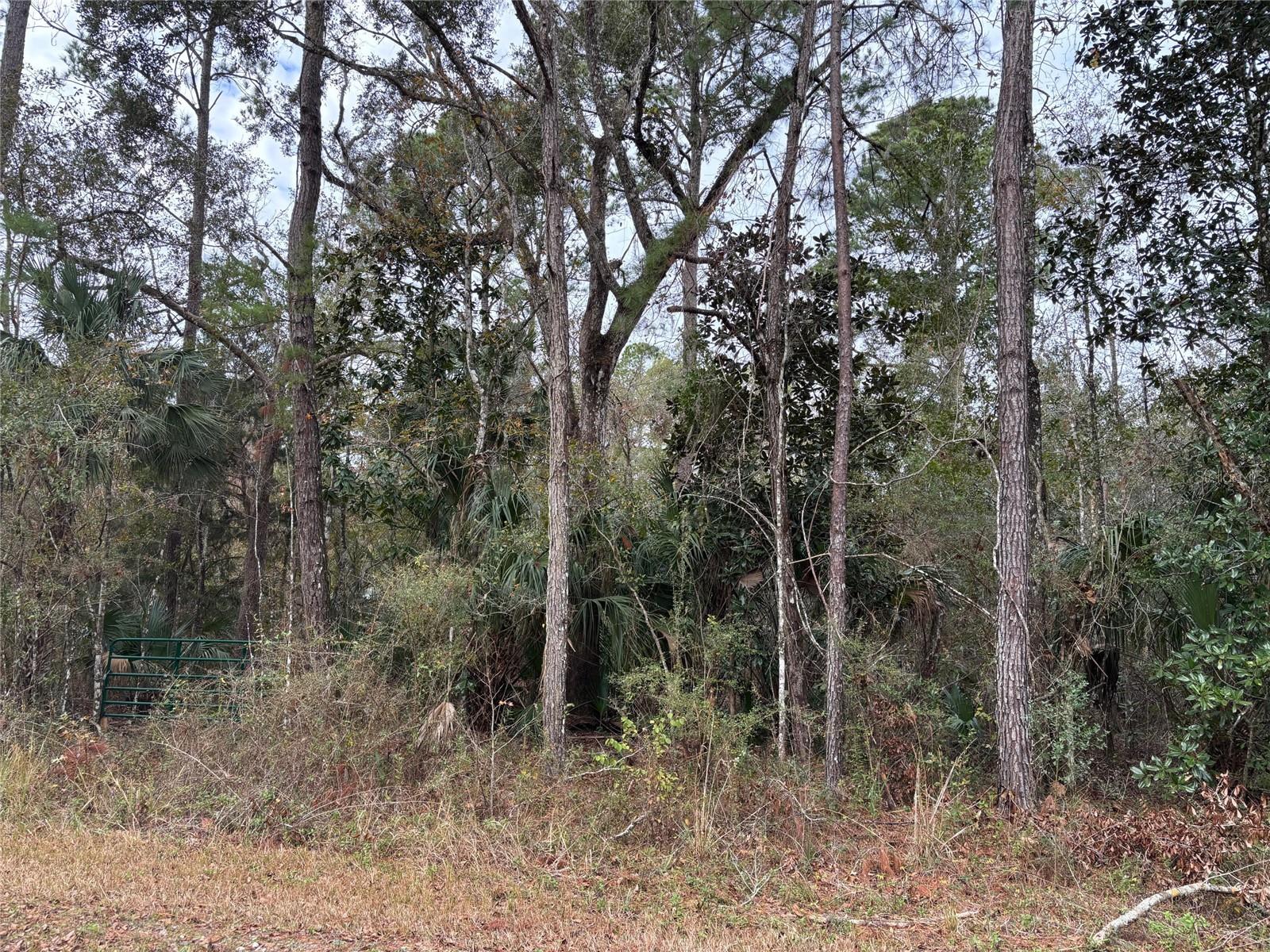 Lot 3 Carolina Dove Rd Property Photo 4