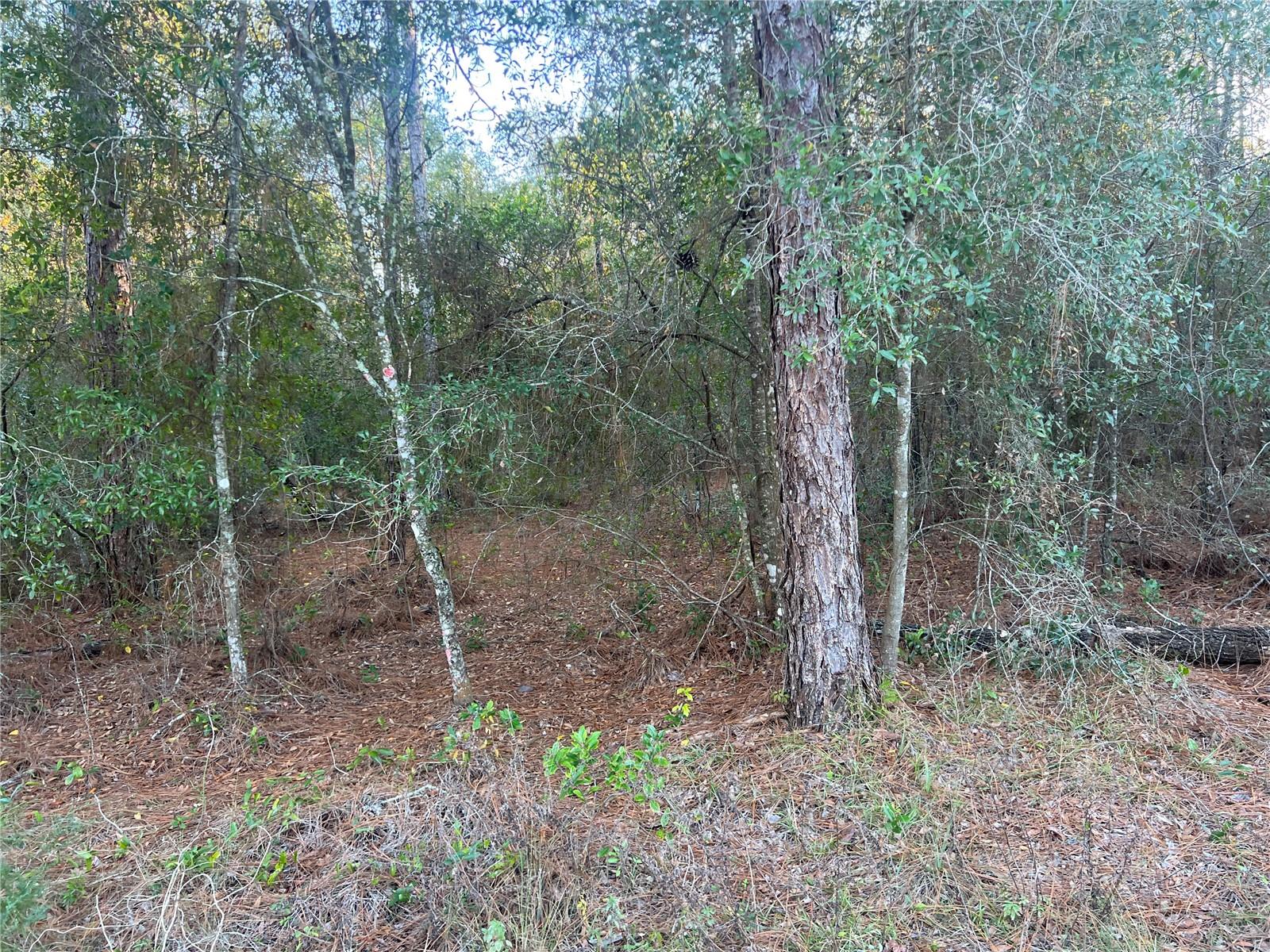 0 Blair Ave Property Photo 5