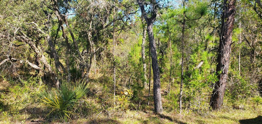 Lot 56 Michigan Ave Property Photo 1