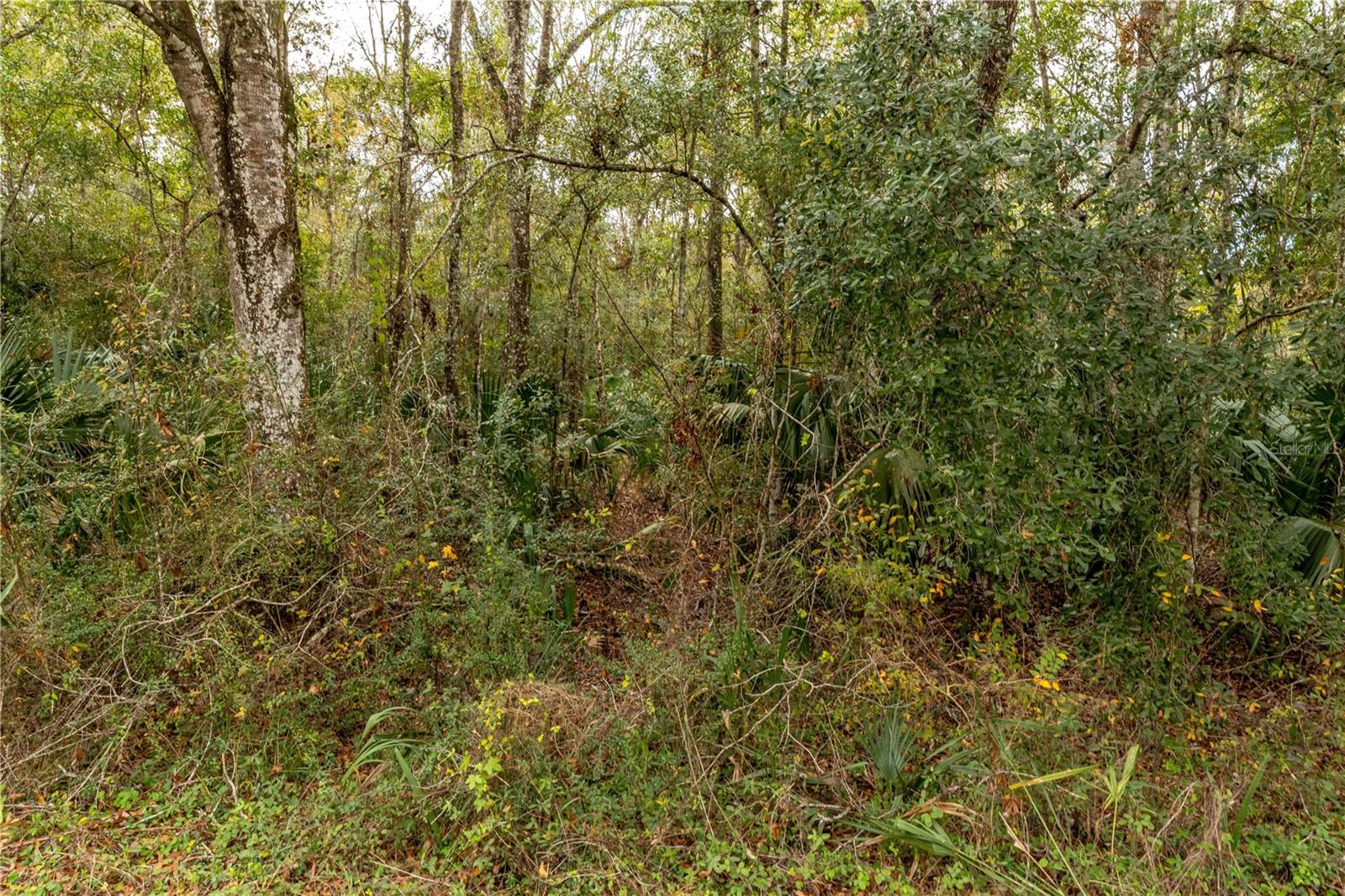 Lake Lindsey Tract 2 Rd Property Photo 5