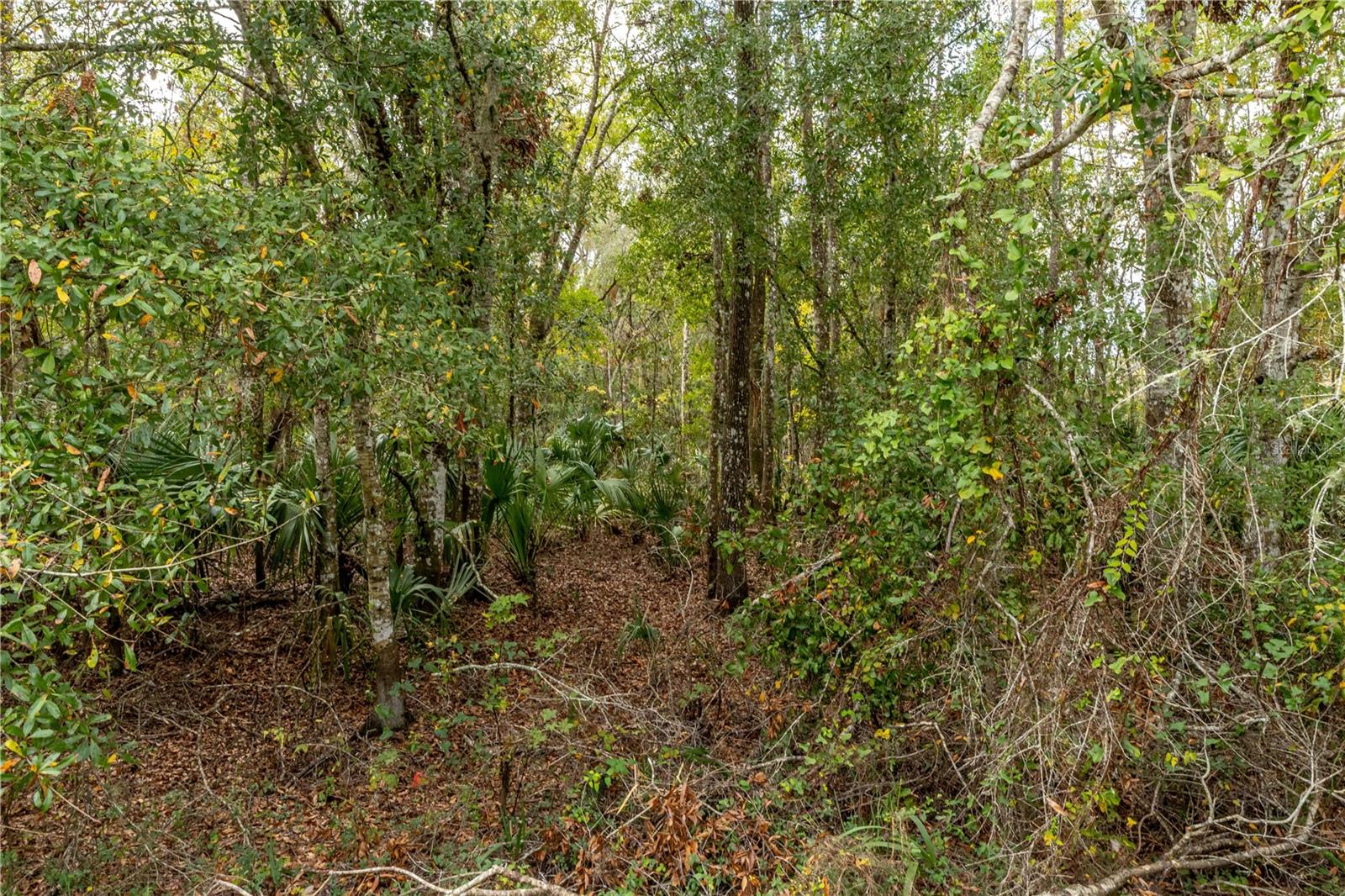Lake Lindsey Tract 2 Rd Property Photo 6