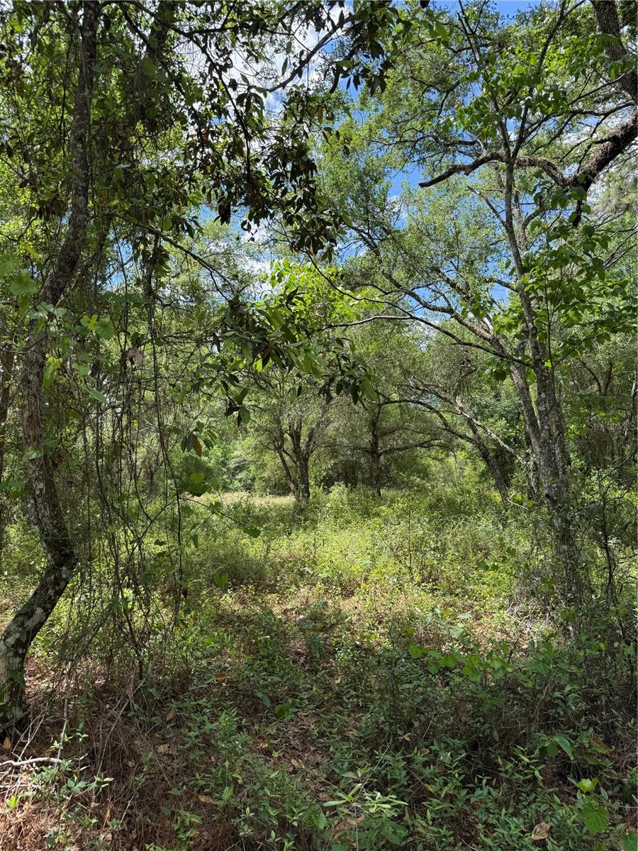Lewis Ln Property Photo 5