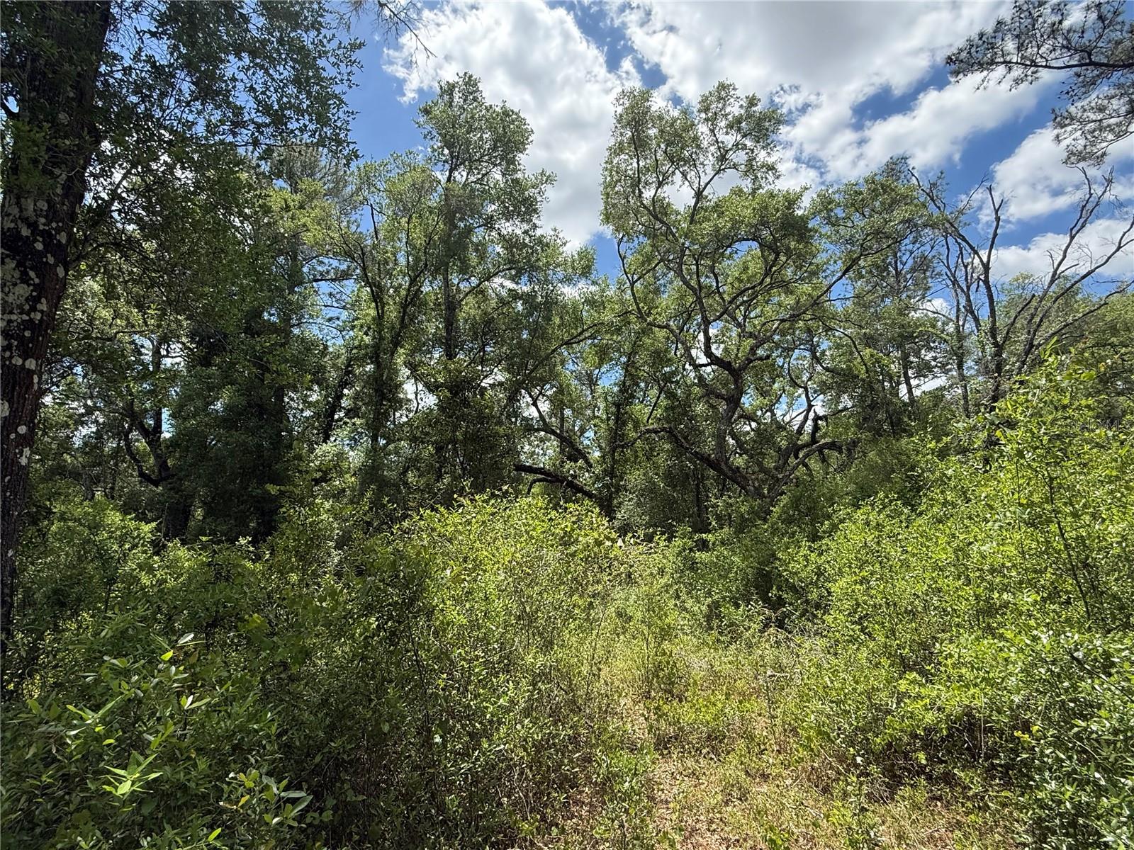 Lewis Ln Property Photo 8