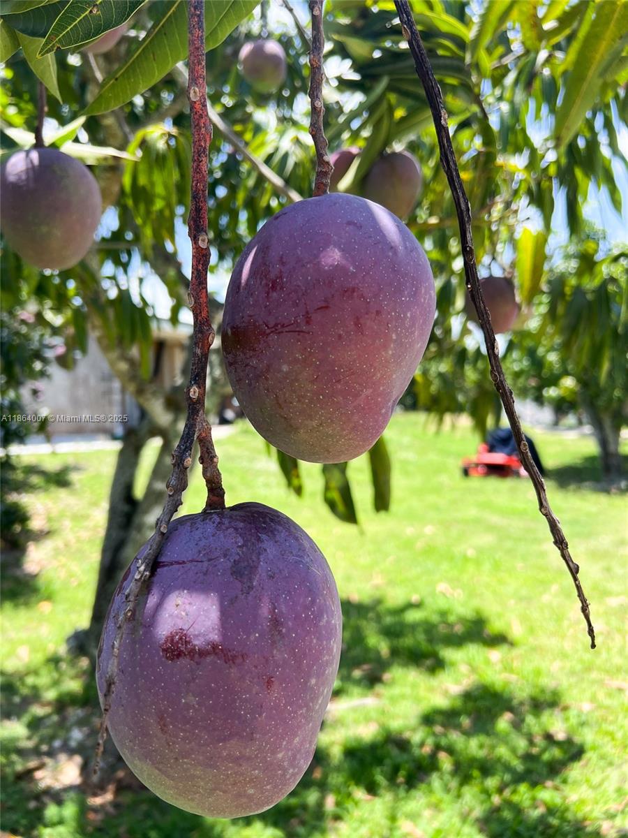 36520 Sw 214th Ave Property Photo 68