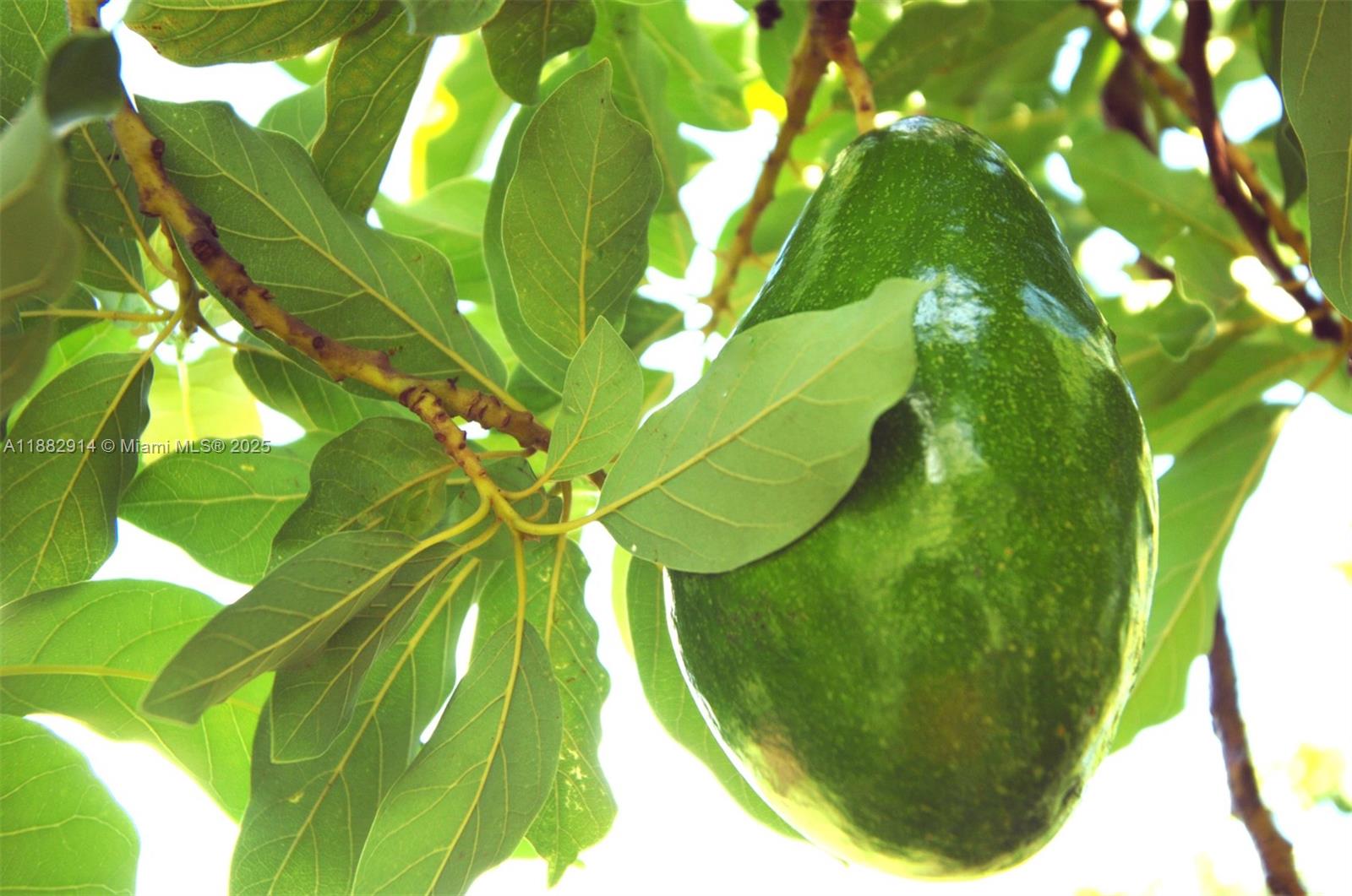 23451 Sw 162nd Ave Property Photo 59